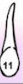 Tooth 11