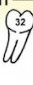 Tooth 32