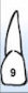 Tooth 9